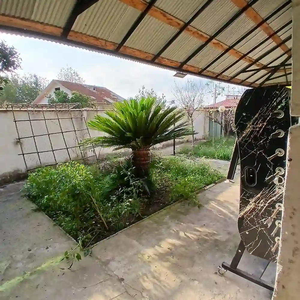 تصویر درخت سیکاس اقامتگاه آلاچیق