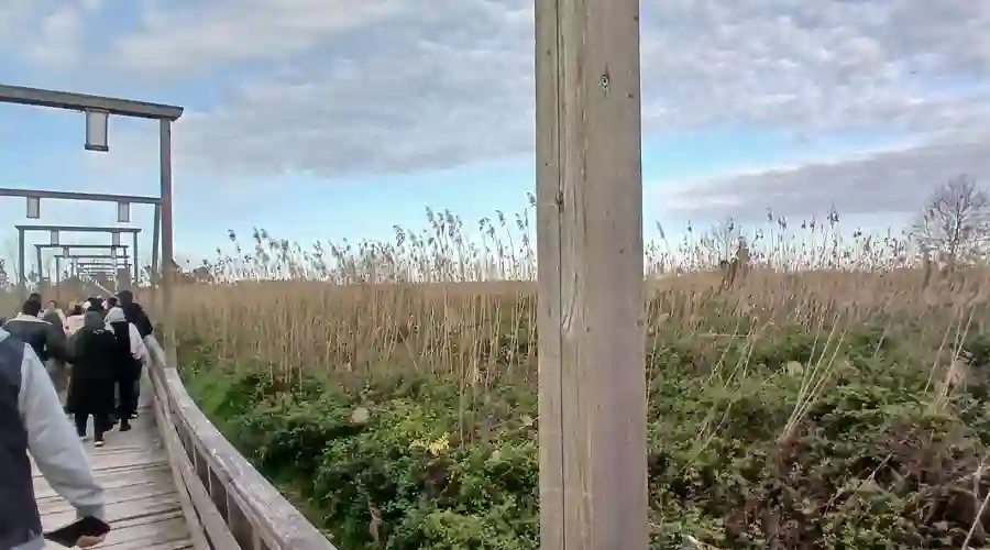 پل چوبی کیاشهر