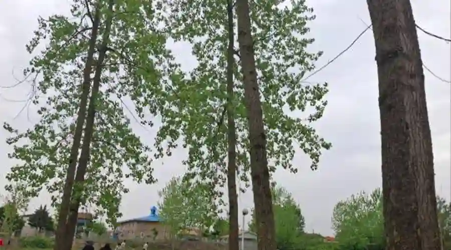 ساحل محسن آباد