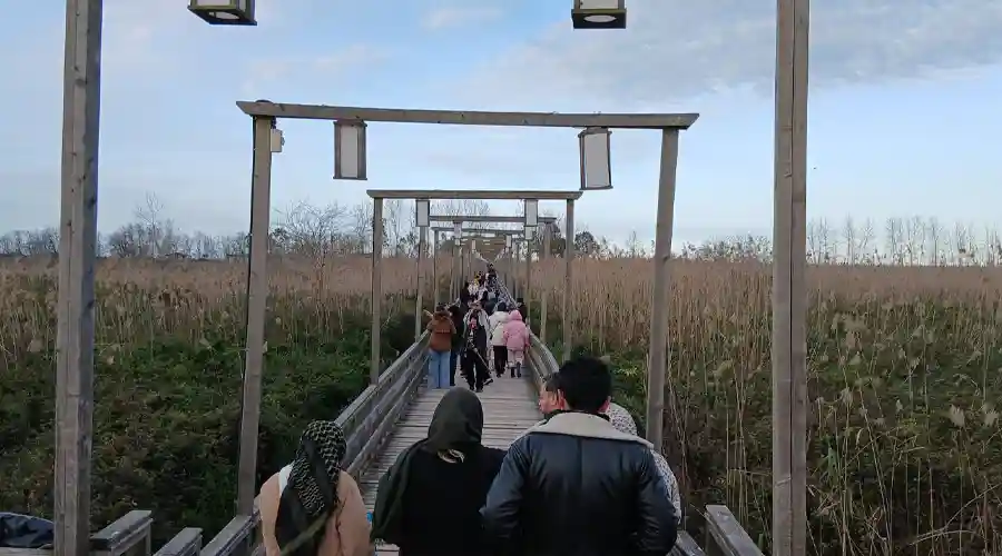 پل چوبی کیاشهر