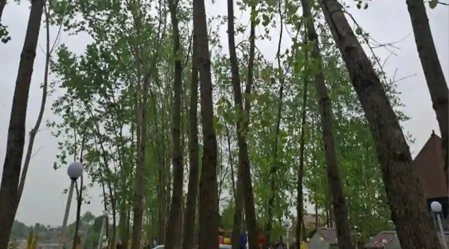 ساحل محسن آباد