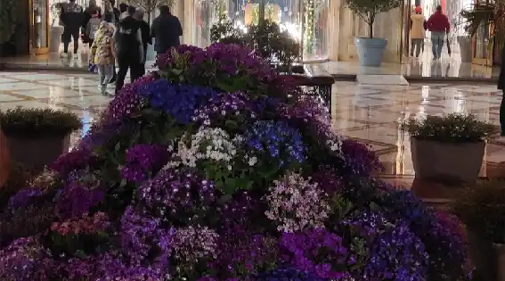 مرکز خرید انزل مال انزلی