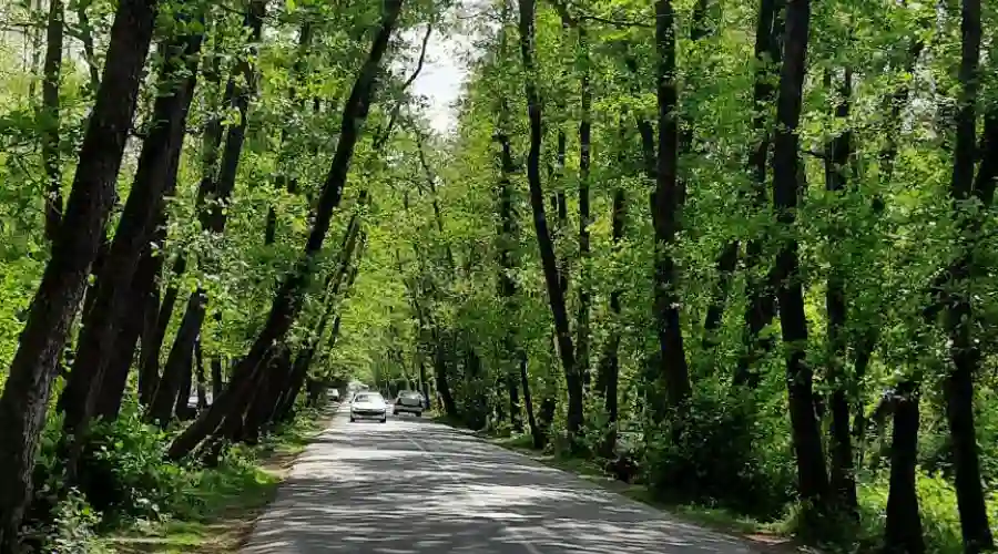 تونل جنگلی صفرا بسته