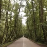 تونل جنگلی صفرا بسته