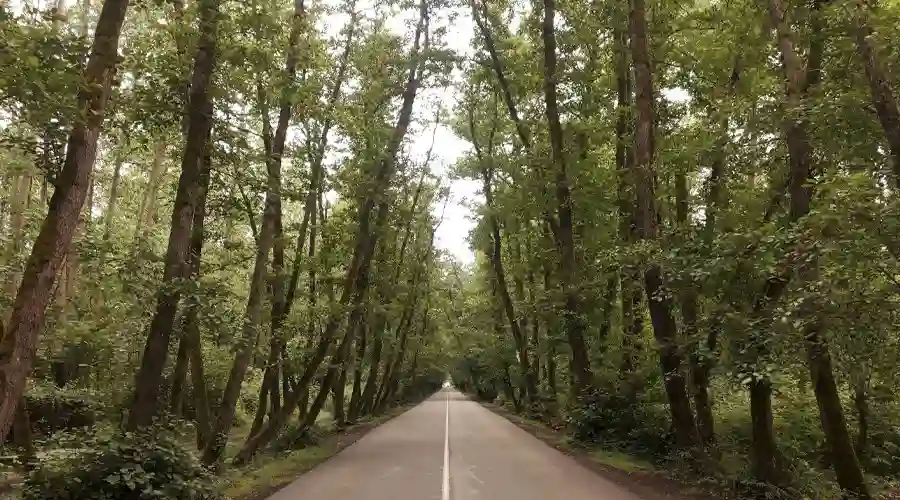 تونل جنگلی صفرا بسته