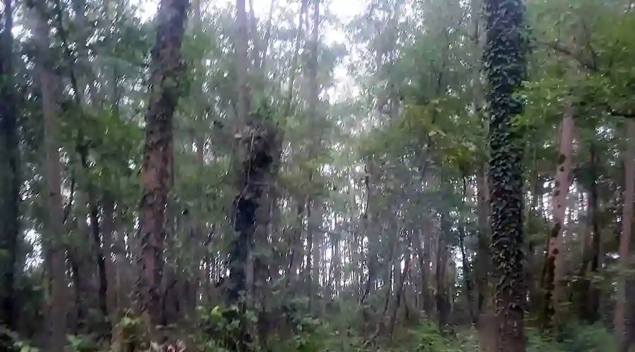 تونل جنگلی صفرا بسته