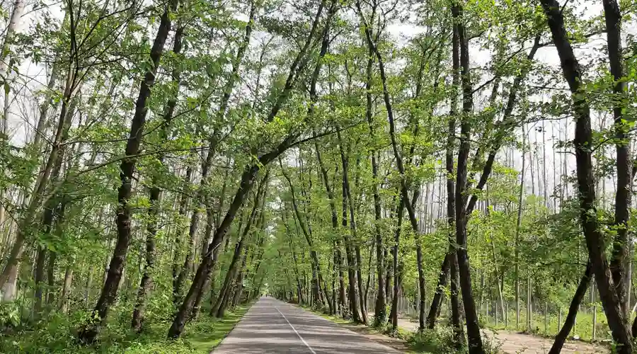 تونل جنگلی صفرا بسته