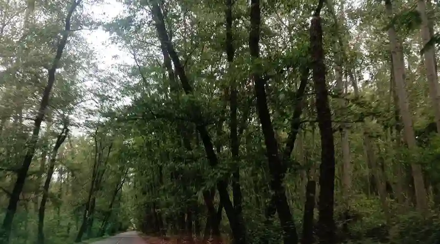 تونل جنگلی صفرا بسته