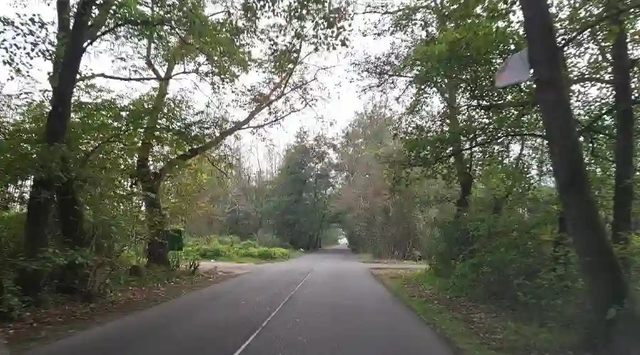 تونل جنگلی صفرا بسته