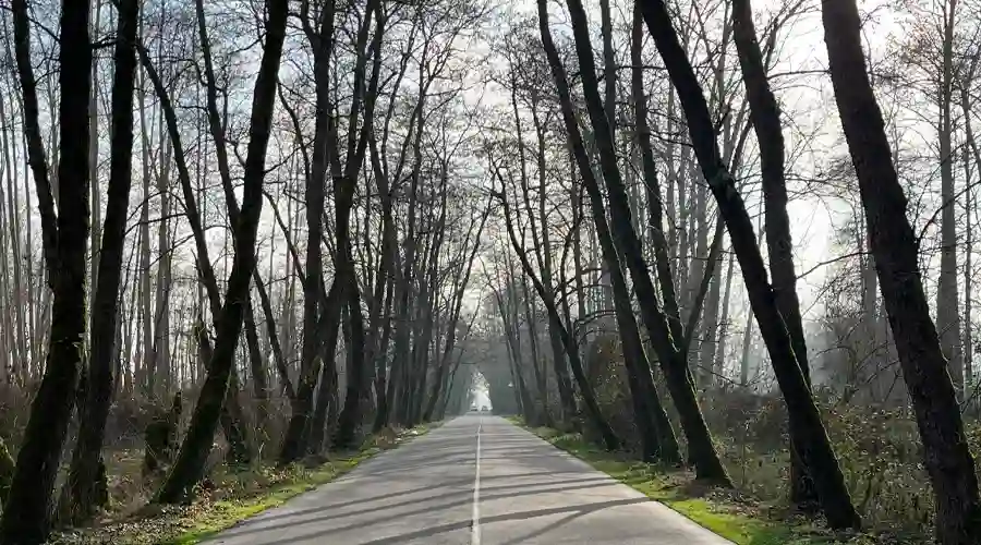 تونل جنگلی صفرا بسته