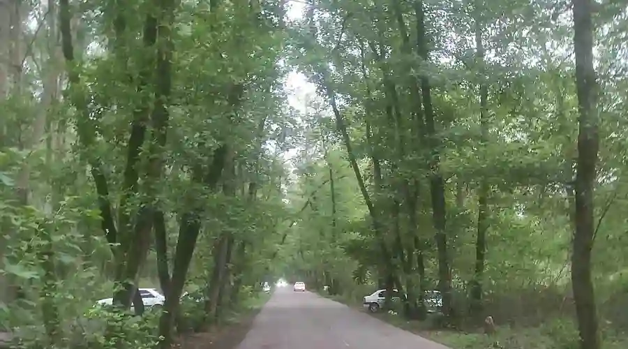 تونل جنگلی صفرا بسته