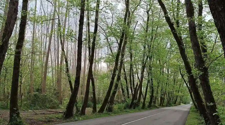 تونل جنگلی صفرا بسته