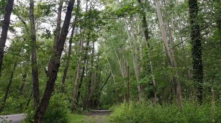 تونل جنگلی صفرا بسته