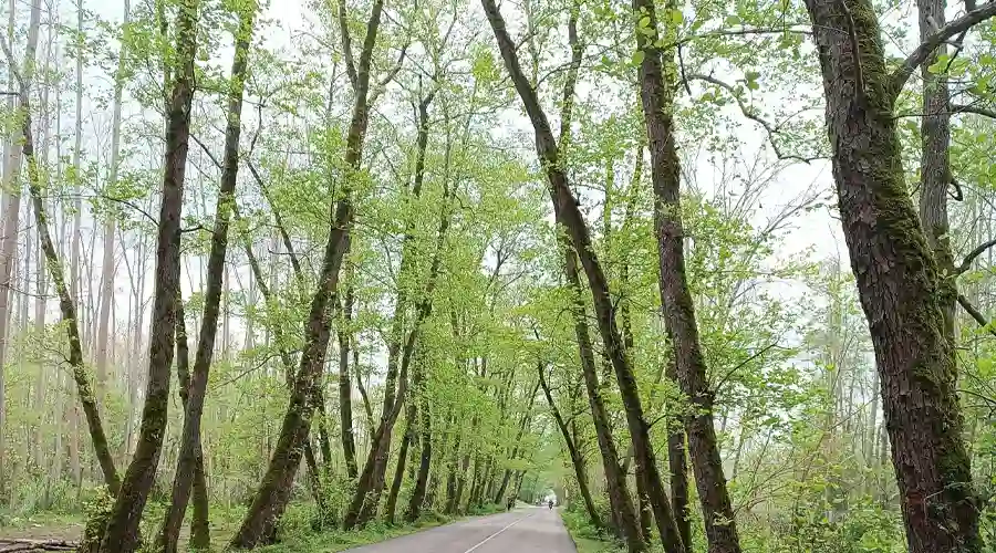 تونل جنگلی صفرا بسته